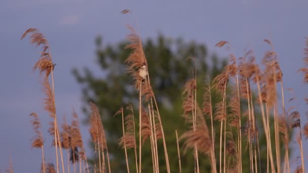 Воїн співає на вершині тростини під час заходу сонця — стокове відео