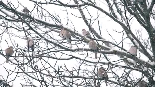 Herde beringter Turteltauben sitzt auf einem Baum unter dem fallenden Schnee — Stockvideo