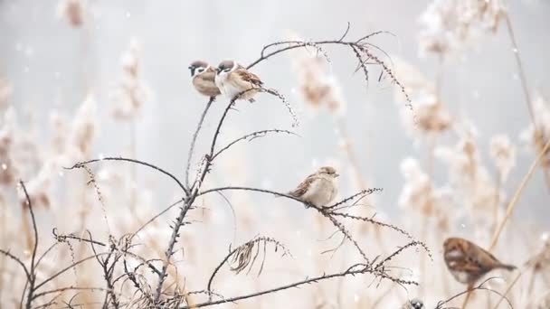 Moineaux volent et s'assoient sur les branches par une journée enneigée — Video