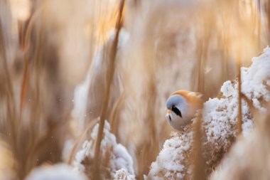 bearded tit at sunset eating cane seeds
