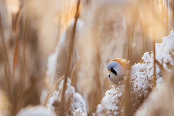 Bearded tit at sunset eating cane seeds — 스톡 사진