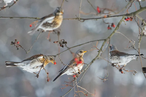 Ptáci jedí bobule, aby se zahřáli v chladné zimě, ptáci mrznou na ledu — Stock fotografie