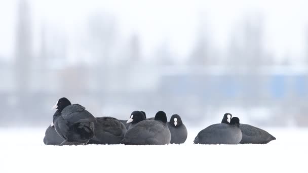 Vogels in de sneeuw gevangenschap op een ijzige dag — Stockvideo