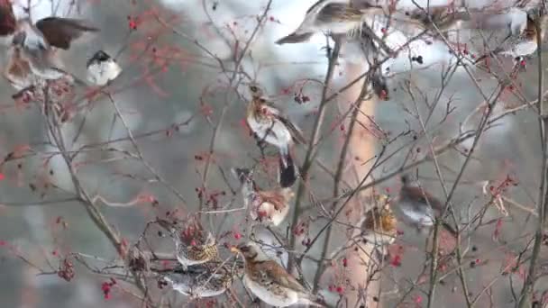 Aves de campo em um grande poleiro de rebanho em galhos rowan — Vídeo de Stock