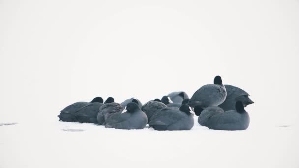 Strenge vorst bevroor het meer, vogels bevriezen op ijs — Stockvideo