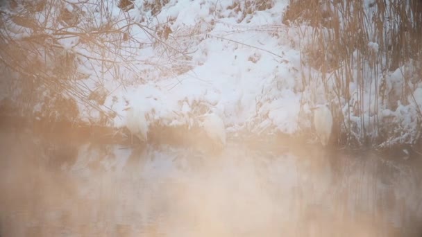 Vögel stehen im Winter bei starkem Frost im warmen Wasser — Stockvideo