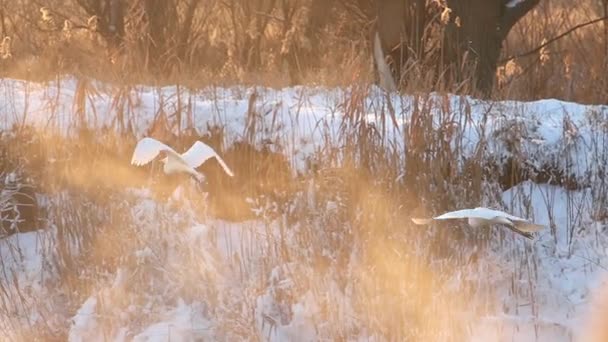 Reiher fliegen im kalten Winter bei Sonnenuntergang über warmen, nebeligen Fluss — Stockvideo