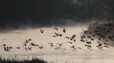 Büyük bir sürüdeki ördekler gün batımında nehirden havalanıyorlar.