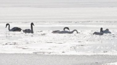 Güneşli bir günde buz deliğine kuğular sıçrıyor.