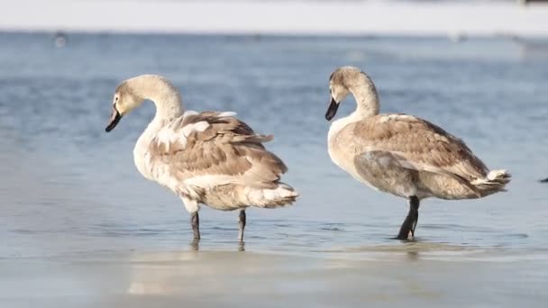 Swans in winter, cleaning their feathers on the ice, swim further along the river — ストック動画