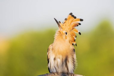 Yukarı bakan komik bir kuş.