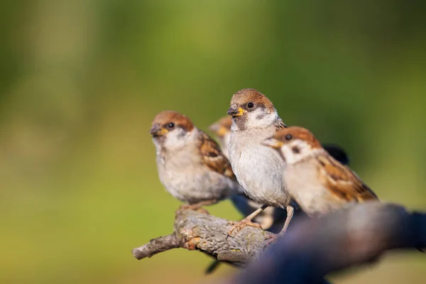 Bir grup serçe bir dala beraber oturur. — Stok fotoğraf