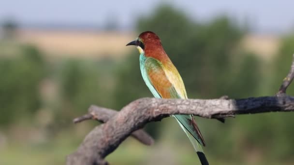 Bee-eater beautiful wild bird sitting on a branch — Stock Video