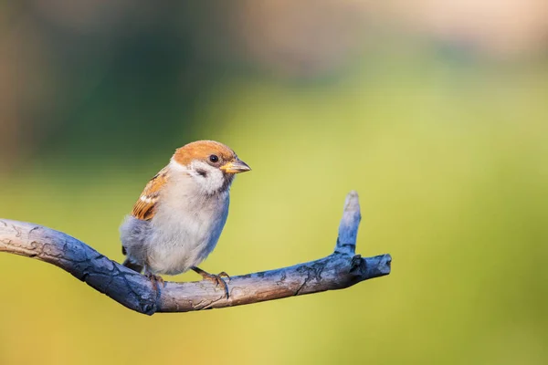 Sparrow on a beautiful sunny day sits on a branch — Stock Photo, Image