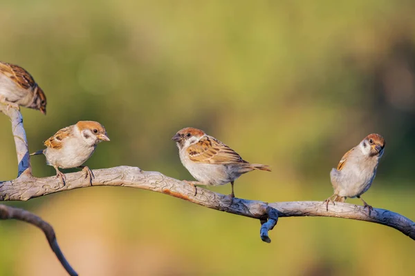 Mussen zitten op een droge tak — Stockfoto