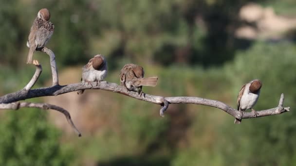 Spatzen putzen Federn, die auf einem Ast sitzen — Stockvideo