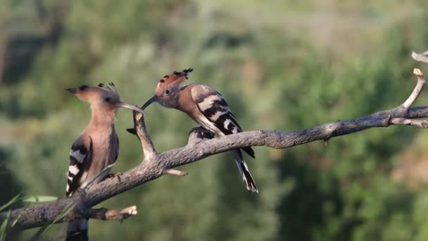 Tiga hoopoes duduk di cabang dan bergiliran terbang jauh — Stok Video