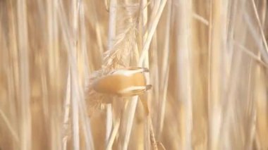 bearded tit eating seed cane on a sunny day
