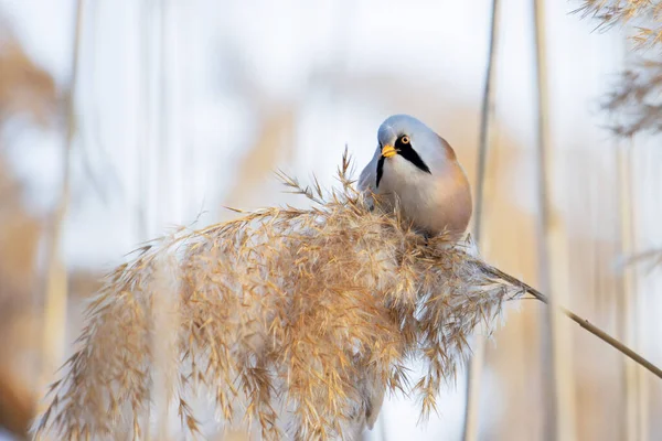 Baardmees eet rietzaad — Stockfoto