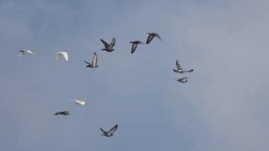 güvercinler mavi gökyüzünde uçan yavaş çekim