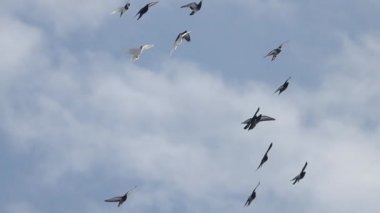 Mavi gökyüzünde uçan güvercinler