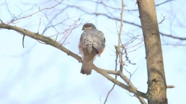 Atmaca bir dala oturur ve kanatlarını çırpar.
