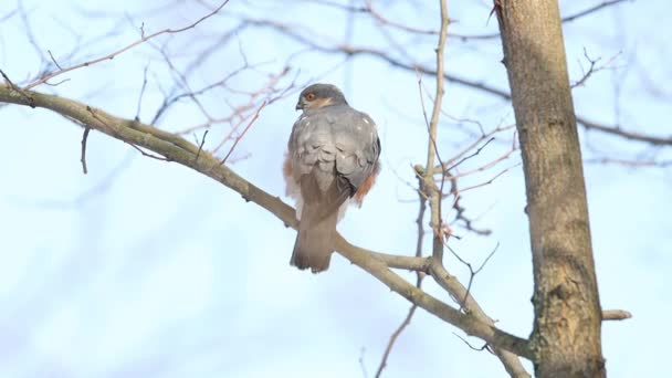 Sparrowhawk zit op een tak en klapt met zijn vleugels — Stockvideo