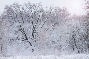 Yumuşak karla kaplı kar