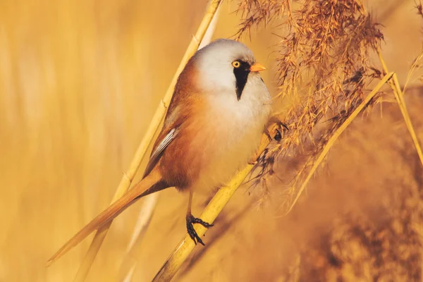 Bearded tit on a sunny day in the reeds — Stok fotoğraf
