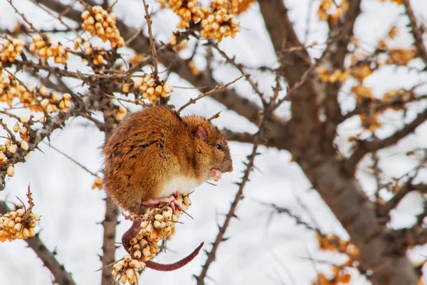 Rato em um inverno feroz senta-se em um ramo e come o mar buckthorn — Fotografia de Stock