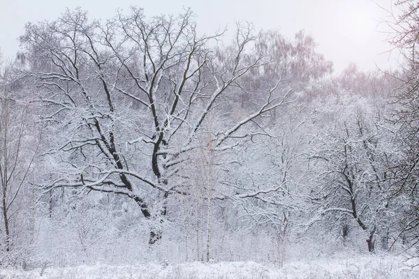 Снег, покрытый мягким снегом — стоковое фото