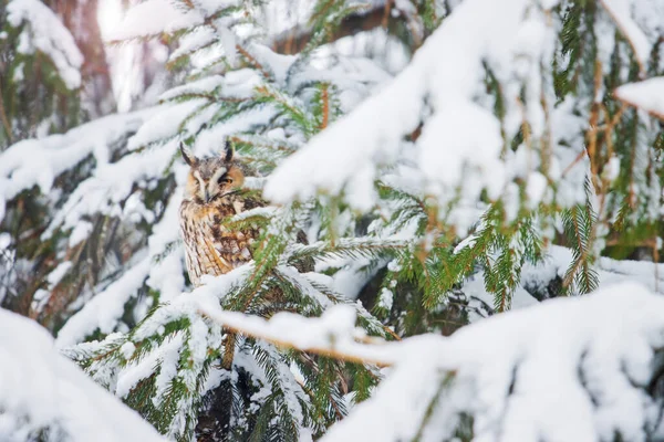 An owl hid among the snowy spruce branches — Stock Photo, Image