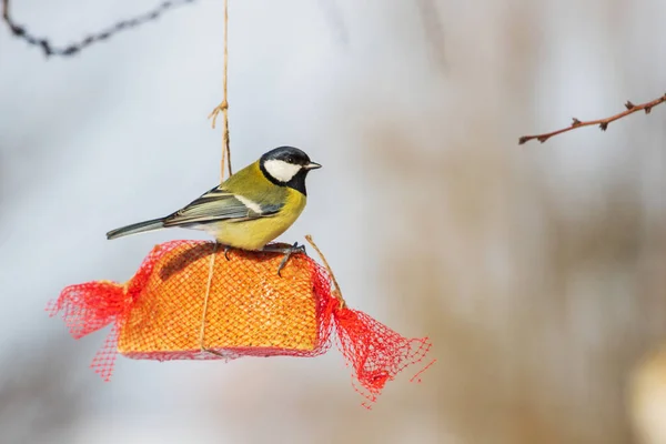 Vogelfutterspender sitzt auf einem Stück Speck — Stockfoto