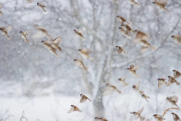 Rebanho de pardais voando em um dia nevado — Fotografia de Stock