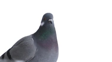 Beyaz arka plandaki güvercin kameraya bakıyor.