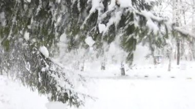 Ladin dalı karın altında eğilir ve düşer.