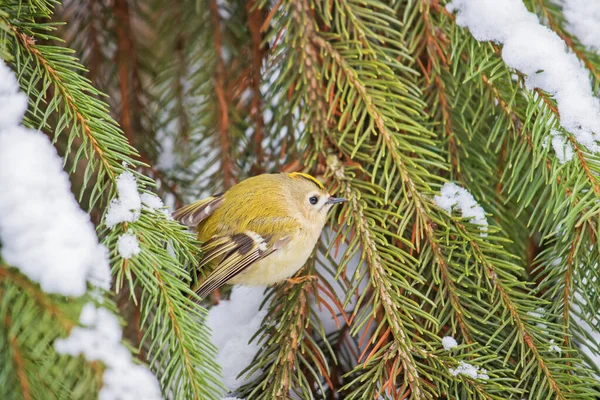 雪に覆われたトウヒの枝の間に黄色の頭をしたキングレット — ストック写真