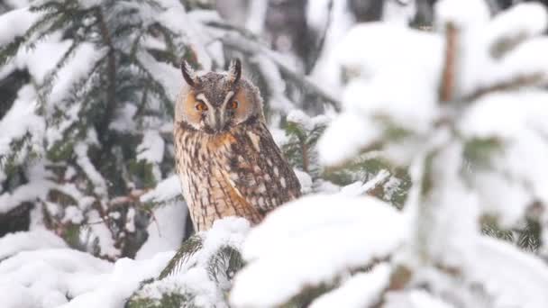 Owl in a snowy spot sits among snowy firs — Stock Video