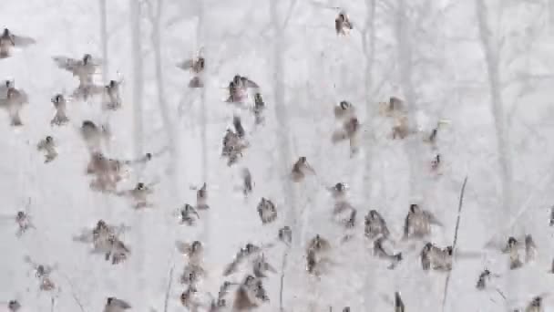 Spatzen fliegen bei Schneefall schön auf — Stockvideo