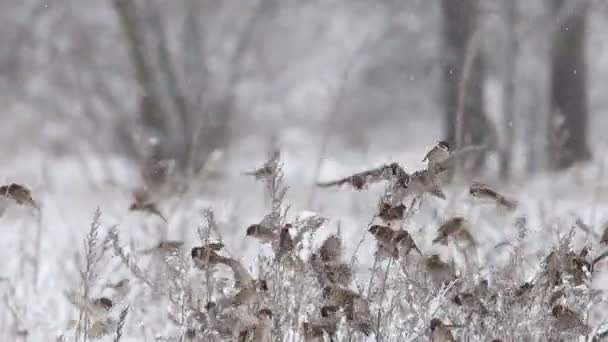 Moineaux assis sur des mauvaises herbes sèches par une journée enneigée — Video