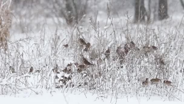 Σπουργίτια απογειώνονται αργή κίνηση από τη χιονισμένη γη — Αρχείο Βίντεο