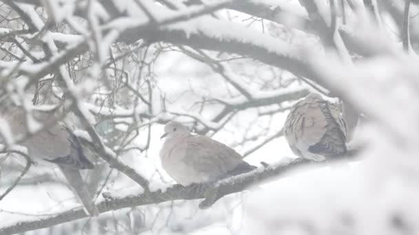 Palomas tortugas se sientan fuera de la ventana en una mañana nevada — Vídeos de Stock