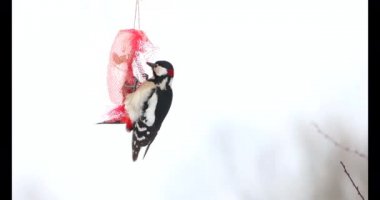 Karlı ve soğuk kışta ağaçkakan besleyicide pastırma yer.