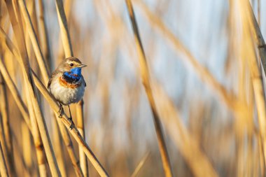 Bluethroat bir bahar sabahı sazlıkta oturuyor.