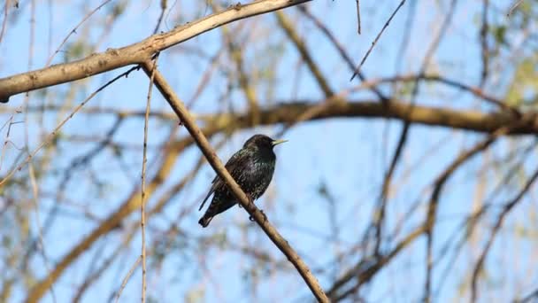 Estornino por la mañana canta en una rama — Vídeos de Stock