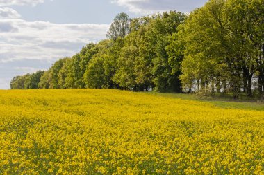 Güzel bahar manzarası Sarı-yeşil gökyüzü