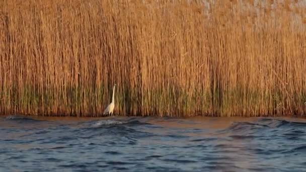 Egret di perairan dangkal memancing saat matahari terbenam gerakan lambat — Stok Video