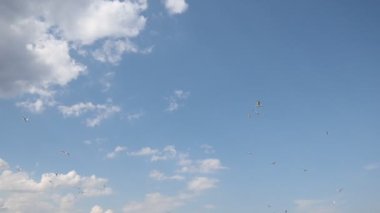 Güzel gökyüzünde daireler çizen martı sürüsü