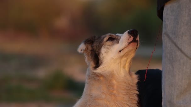 Hemlös hund ber om mat från en person — Stockvideo