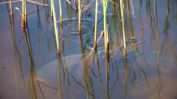 Large wild carp swims slowly in clear water — Stock Video